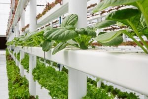 Avanços na Agricultura Vertical: Uma Alternativa Sustentável para o Ceará