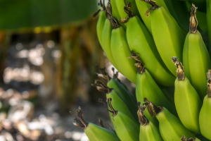 Inovações Tecnológicas Impulsionam a Produção de Banana no Ceará