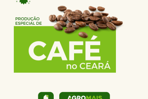 Produção de Café Especial no Ceará