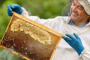 Preço do Mel Deve Subir 30% Com Enchentes no RS; Produtores Cearenses Preveem Supersafra em 2024