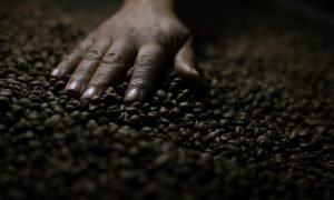 Grãos do café do jacu sendo preparados na Fazenda Camocim.