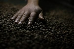 Grãos de café do jacu após processo digestivo da ave.