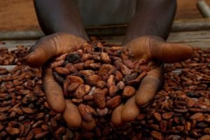 amêndoas de cacau durante colheita na África Ocidental