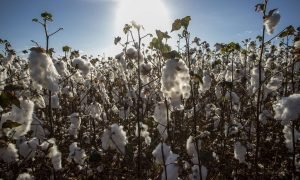 Governo lança programa produção algodão com distribuição de sementes e assistência técnica