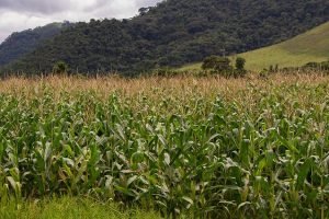 campos de lavoura em plena produção com safra recorde