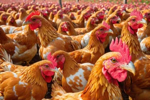 Mercado de frango mantém estabilidade com desafios e oportunidades no Nordeste