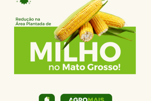 Redução na Área Plantada de Milho em Mato Grosso para a Safra 2023/24