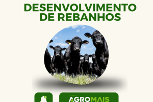 Pesquisa Utiliza Genômica para Desenvolver Rebanhos Mais Resistentes ao Estresse Térmico