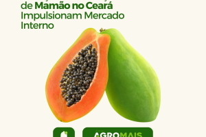 Avanços na Produção de Mamão no Ceará Impulsionam Mercado Interno