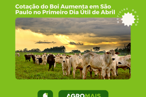 Cotação do Boi Aumenta em São Paulo no Início de Abril