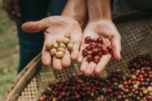 Novas variedades testadas no Brasil prometem maior tolerância à seca, pragas e doenças, garantindo estabilidade produtiva ao cafeicultor