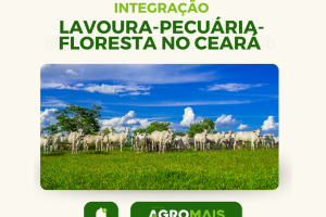 Integração Lavoura-Pecuária-Floresta no Ceará
