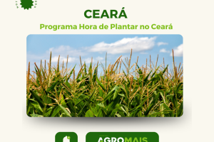 Índice de Germinação das Sementes de Milho do Programa Hora de Plantar no Ceará Abaixo do Exigido pelo MAPA
