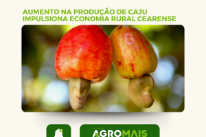 Aumento na Produção de Caju Impulsiona Economia Rural Cearense