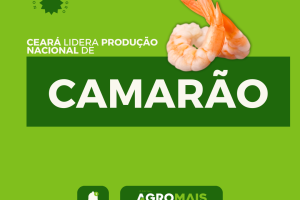 Ceará Lidera Produção Nacional de Camarão pelo Quinto Ano Consecutivo