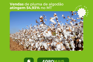 Vendas de pluma de algodão 23/24 em MT atingem 54,93% da produção prevista
