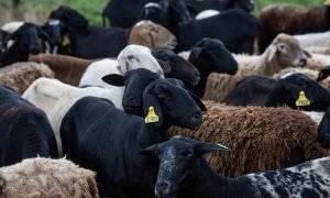 Caprinos criados sob normas halal no Ceará para exportação