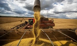 Produção agrícola brasileira cai pelo segundo ano consecutivo, segundo dados do IBGE