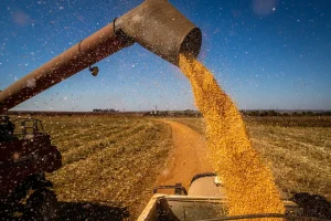 Alta nos preços dos fertilizantes mantém custos elevados e pressiona a margem dos produtores.