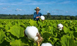StoneX reduz previsão para a produção de algodão no Brasil em 2024/25