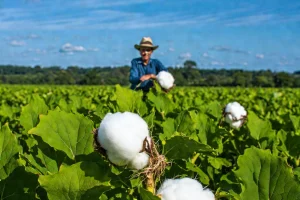 StoneX reduz previsão para a produção de algodão no Brasil em 2024/25