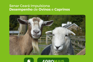 Senar Ceará Impulsiona Mineralização para Melhor Desempenho em Ovinos e Caprinos