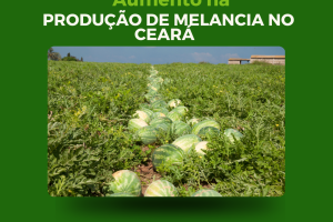 Aumento na Produção de Melancia no Ceará Impulsiona Exportações