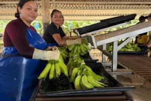A Expo Agro Vale do Jaguaribe começa com foco em inovação e
oportunidades no agro cearense.