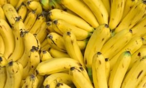 A bananicultura do Cariri movimenta a economia e se consolida como referência nacional em fruticultura tropical.