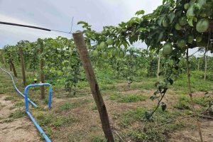Uso de manejo técnico e irrigação viabiliza fruticultura de dupla safra no semiárido.