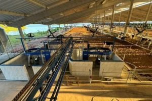 Nordeste inaugura a primeira ordenha robotizada; será a região a nova bacia leiteira?