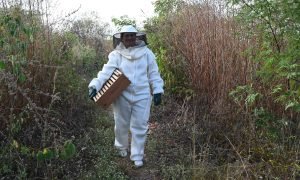 Agroindústria do mel transforma setor produtivo no Sertão dos Inhamuns