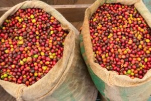 Exportação de café verde do Brasil cai em agosto de 2025