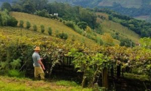 Lula autoriza R$ 12 bilhões para renegociação dívidas rurais