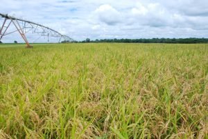 Agricultura: Área Plantada de Arroz Deve Crescer 5,3% na Próxima Safra