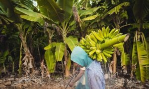 Bananais do Ceará ganham destaque na produção nacional.