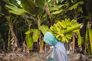 Trabalhador carrega cacho de banana em plantação no interior do Ceará.