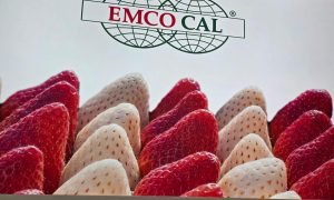 Novas fronteiras agrícolas, como Ibiapaba, Apodi e Araripe, impulsionam o crescimento do agro cearense.