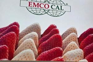 rodutores e empresas fortalecem o agro cearense com novas fronteiras agrícolas e eventos regionais.