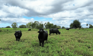 Paracuru e Pentecoste concentram os maiores rebanhos de búfalos do Ceará, com produção de leite e queijos artesanais.