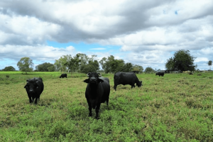 Rebanho de búfalos pastando na Fazenda Laguna, principal produtora do Ceará