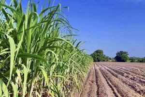 Setor Sucroenergético do Nordeste: açúcar em queda, etanol em alta e a janela do Mercosul-UE
