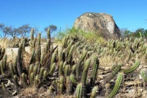 Fiec Summit 2024 se une à natureza e destaca a força da Caatinga.