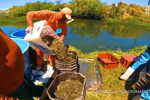 Fazenda de camarão no litoral do Ceará em destaque na Expocamarão