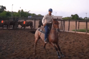 Cavaleiro participando da prova de Ranch Sorting na ExpoItaitinga 2024