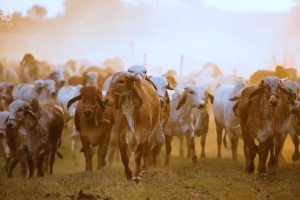 Produtor rural do agro cearense em campo aberto