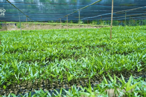 Plantação de açaí irrigado e cacau no Ceará