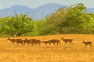 Arara-azul em criadouro legalizado do Ceará