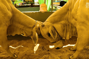 Feira Expo Agro Crateús reúne produtores e animais, valorizando o agro cearense