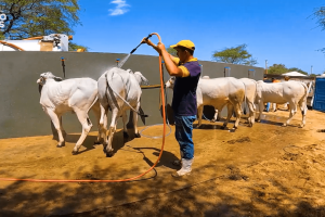 Produtores do sertão de Crateús fortalecendo o agro com bovinocultura e urucum